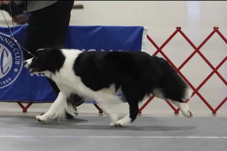 Border Collie gracefuly moves around the conformation ring