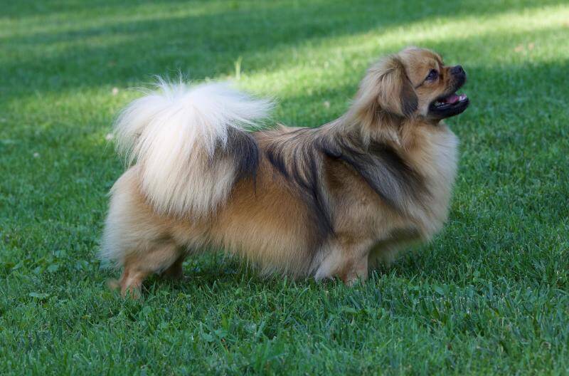 Tibetan Spaniel dog standing on grass