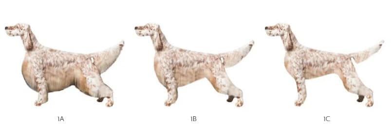 Figure 1. Three Views of the Same Dog: 1A in Full Specials Coat; 1B with Less Coat; 1C with Least Coat.