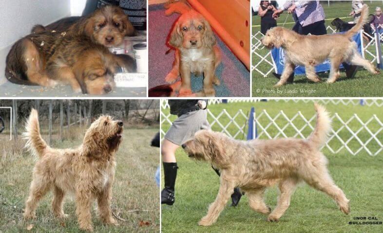 Liver and Tan Otterhound Puppies and Adults
