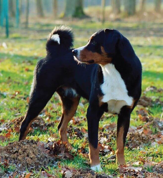 Appenzeller Sennenhund dog standing on the grass