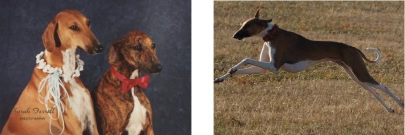 2 Pictures showcasing the various colors of the Azawakh dog breed
