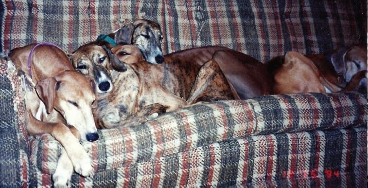 Dogs lying on a sofa