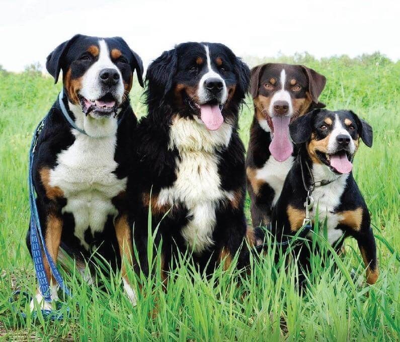 From left to right: GSMD, Bernese Mountain Dog, Appenzeller Sennenhund, Entlebucher Mountain Dog
