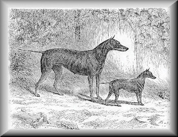 Manchester Terrier history