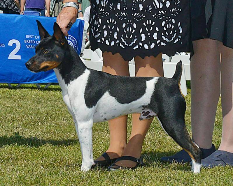 Picture of a Rat Terrier from the side