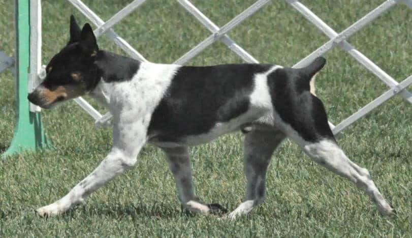 Picture of a Rat Terrier walking, demostrating its gait