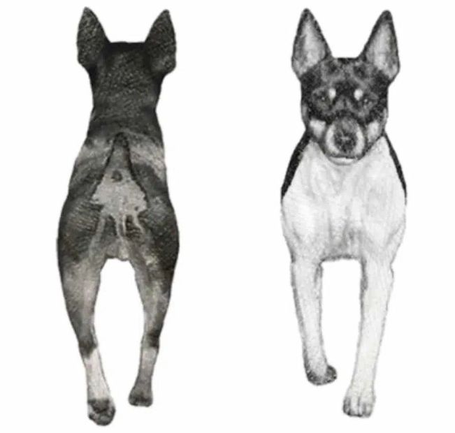 Black and white pictures of a Rat Terrier, one from the front and one from behind