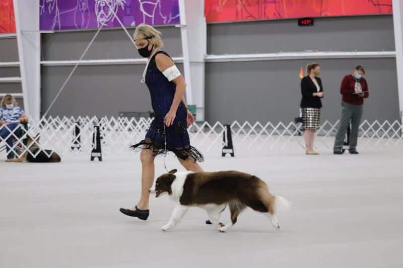 Border Collie moving around the conformation ring by a woman dog handler