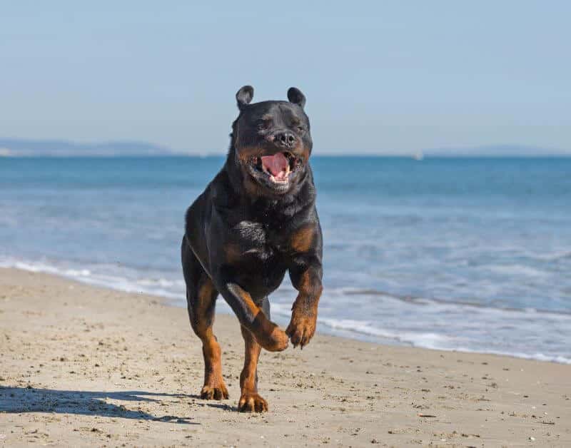 are rottweilers in working group