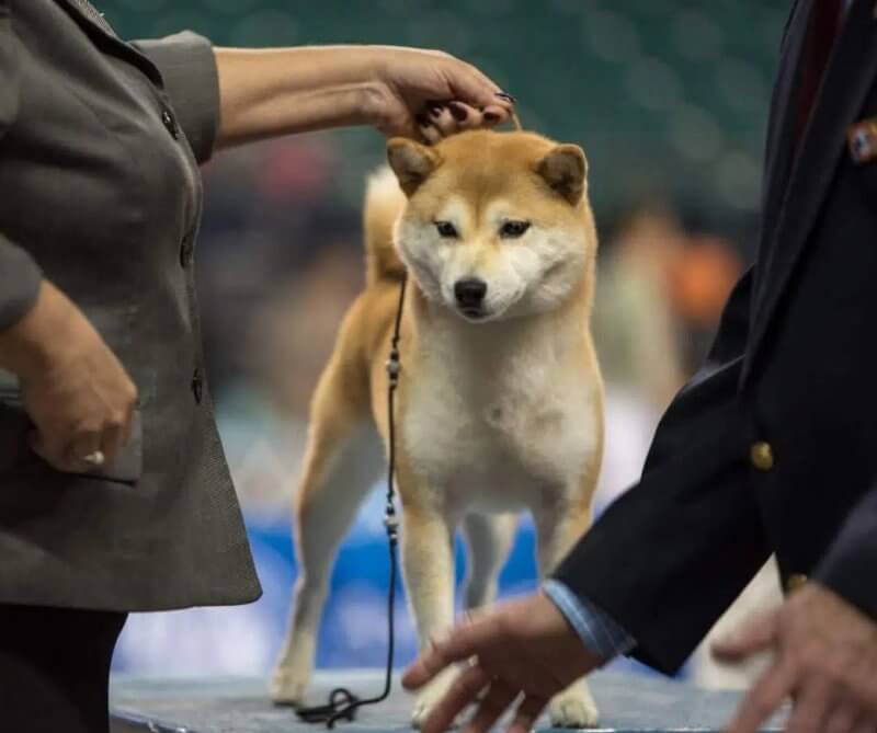 are icelandic sheepdogs akc eligible