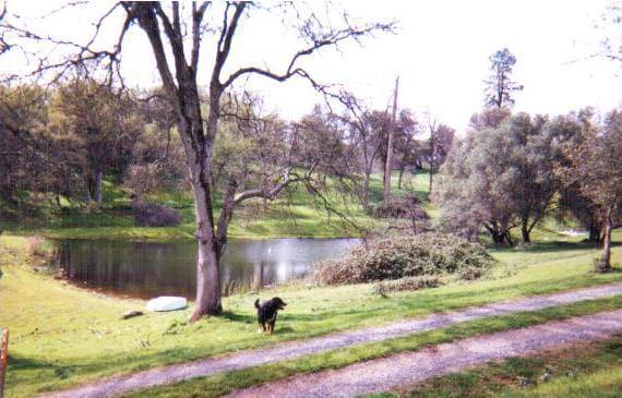 Picture showcasing Bobbie Hefner's Swis Star Farms hillside and the pond.