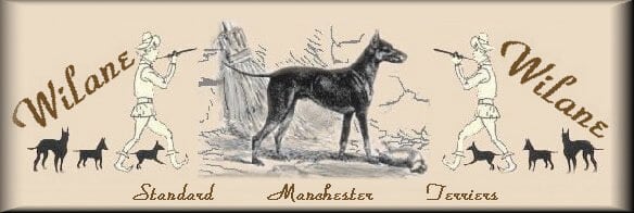 Wilane Standard Manchester Terriers banner