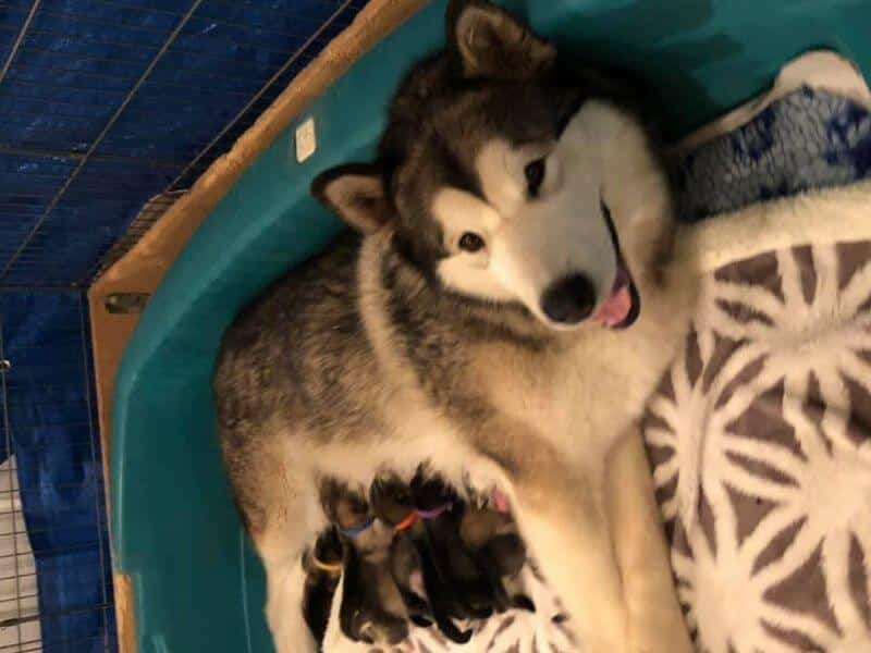 SilverIce Alaskan Malamute bitch feeding her puppies