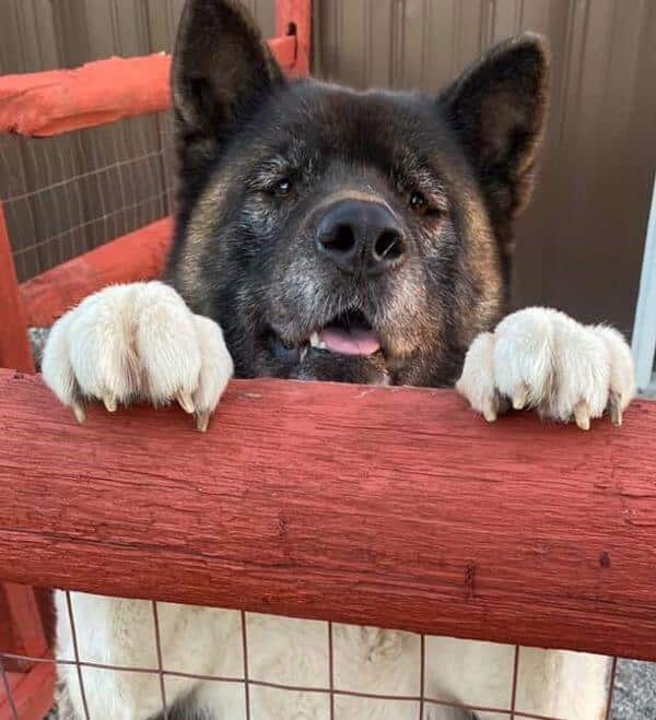 Chelsea’s Akita behind a fence