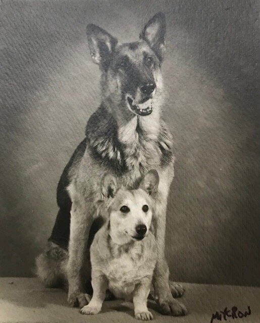 Black and white photo of 2 dogs sitting