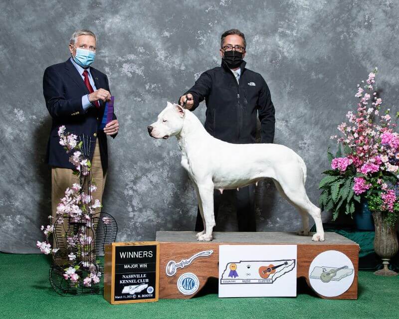 Dogo Argentino winning a dog show