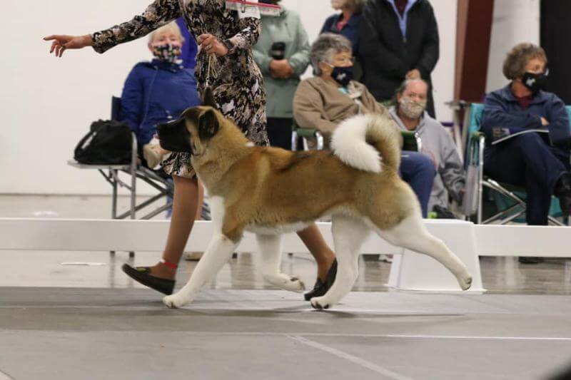 Chelsea’s Akita in the dog show ring - Shawn & DeeLynn Piccone