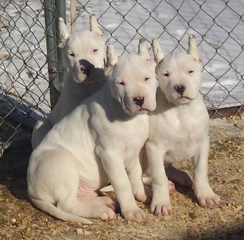 White puppies