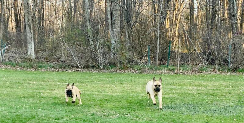Amulet Bullmastiffs running on the grass