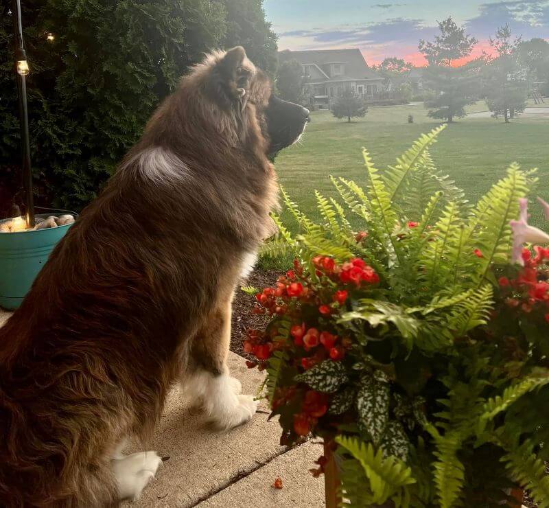 Akita dog standing on the porch