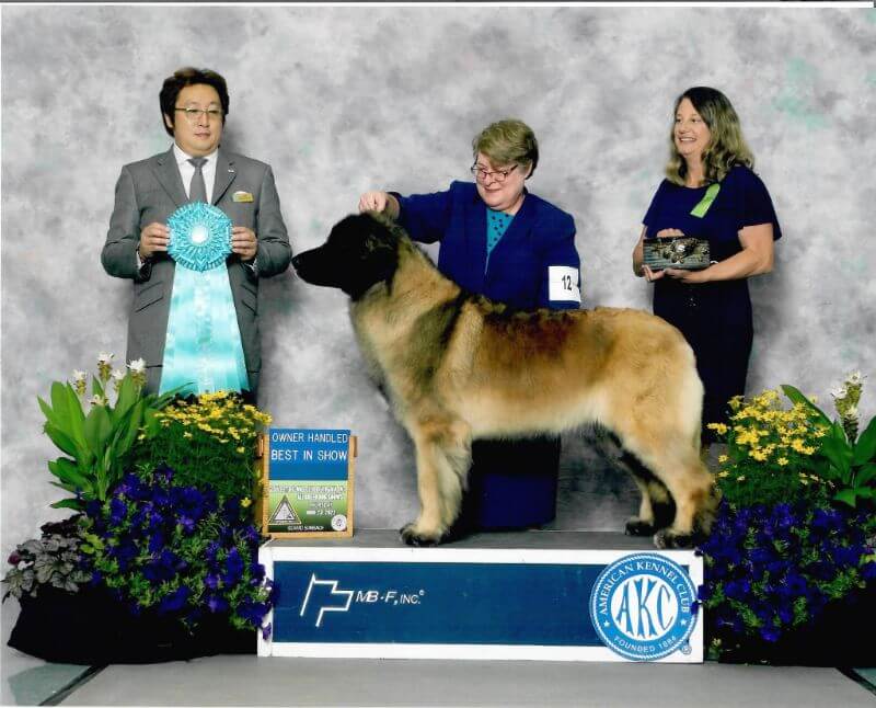 Susan Townsend winning Owner-handled Best in Show with her Leonberger dog