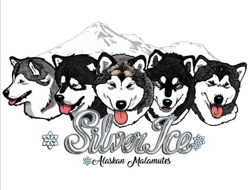 SilverIce Alaskan Malamutes banner