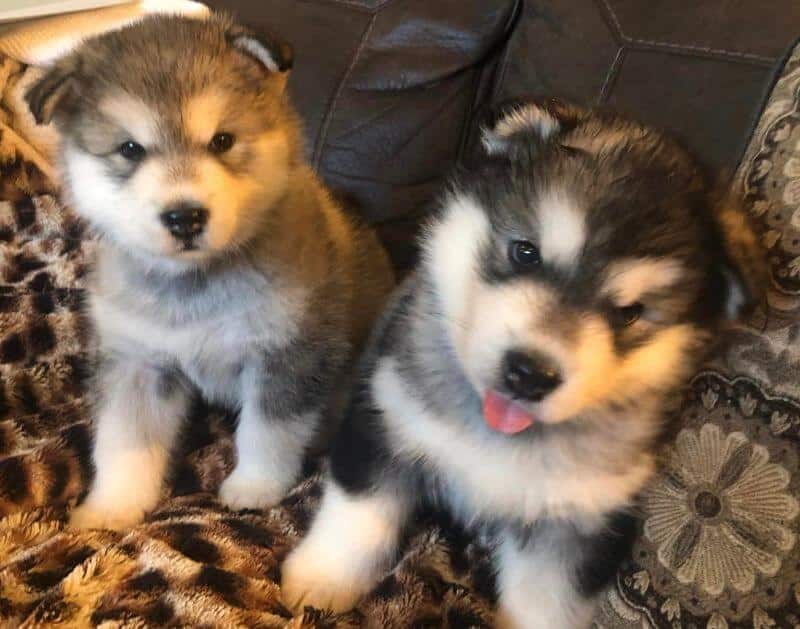 Puppies sitting on a sofa