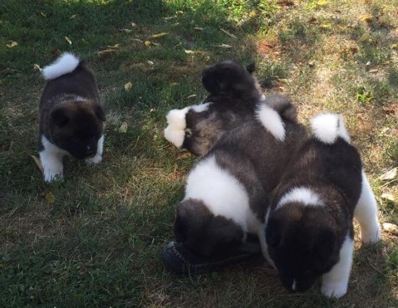 Chelsea’s Akita Puppies playing outside on the grass