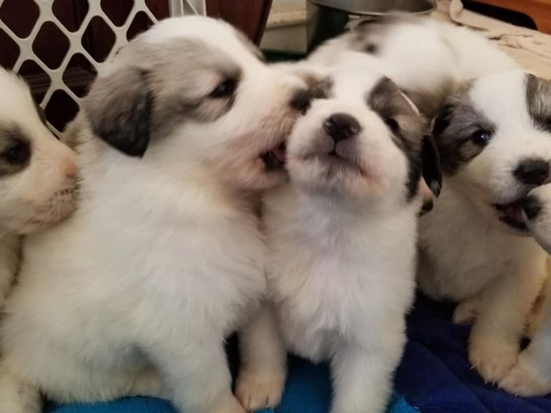 R Pyr Great Pyrenees puppies playing with each other