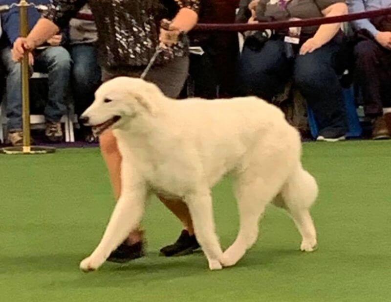 Lynn Roberts with Kuvasz in the show ring