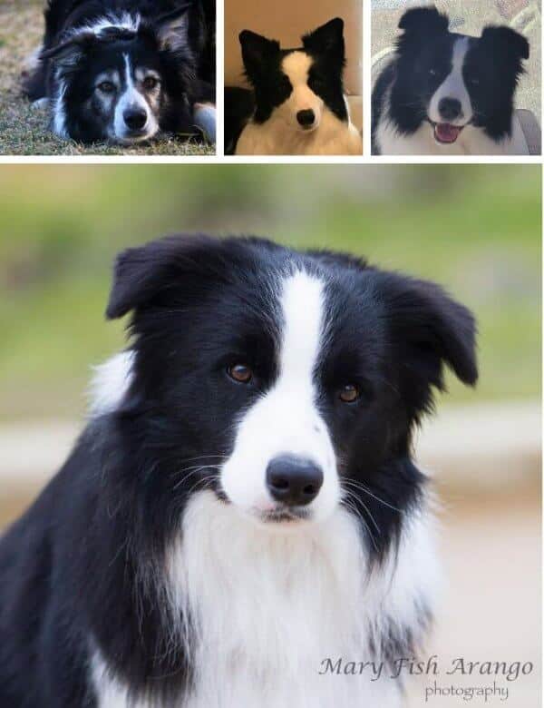 Border Collie ears, image showcasing different ear sets a dog can have