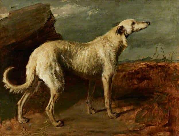 Bran (‘The Famous,’ 1842 by Thomas Duncan) Height at Shoulder: 29 Inches; Girth: 31-1⁄2 Inches “Killed his first stag at 9 months and his last at 9 years.” Source: Vero Shaw (1879-91) The Illustrated Book of the Dog. Chapter XXXI. The Deerhound by G. A. Graham