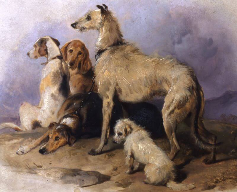 Buskar (1836 by Sir Edwin Landseer) Height at Shoulder: 28 Inches; Girth at Chest 32 Inches Weight in Running Condition... 85 Pounds. “The deer he killed that day in total weighed 308 pounds.” Source: Scrope (1839) The Art of Deerstalking p.347