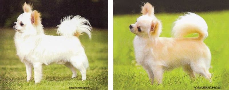 2 side-by-side images of Chihahua dogs showcasing Chihuahuas' correct tail carriage