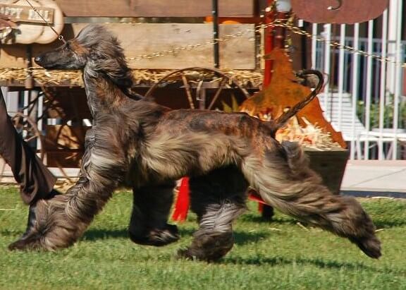 MBISS GCH Alphaville’s Special Edition Wynsyr - Afghan Hound Movement