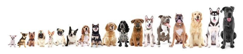 Figure 1. Purebred Dog Diversity Make & Shape and DNA