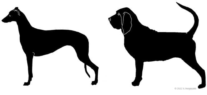 Figure 3. Greyhound and Bloodhound Make & Shape and DNA
