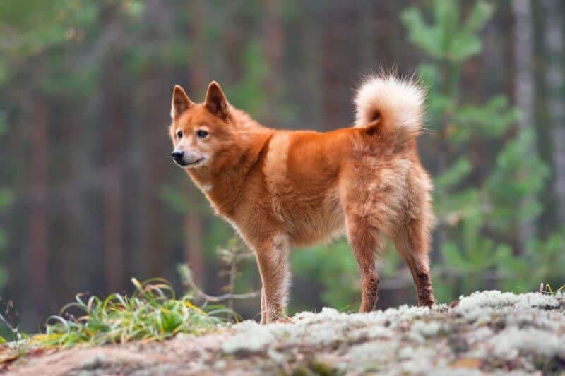Side photo of a Finish Spitz Dog standing in the forest