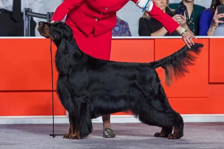 Gordon Setter in the dog show ring, image is showcasing dog's proportions