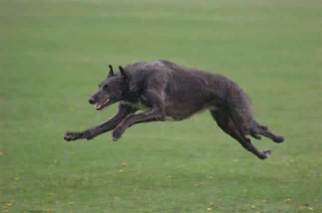 Scottish Deerhound running on the grass