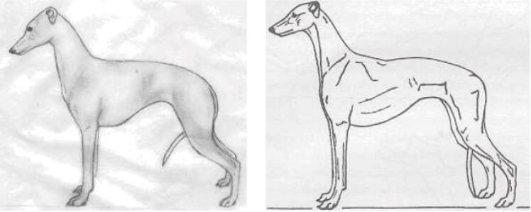 Left: The Ideal Italian Greyhound, Right: The Ideal Greyhound