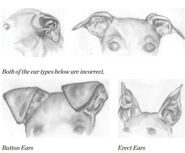 Italian Greyhound incorrect ear illustration