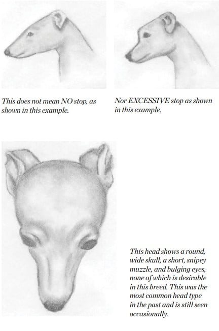 Italian Greyhound correct and incorrect head illustration