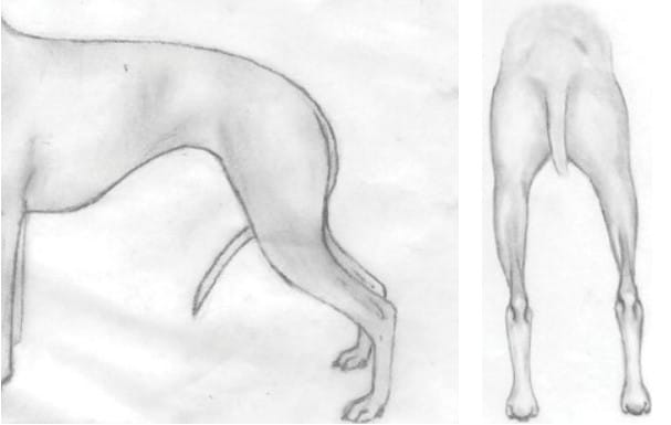 The Ideal Rear Assembly of an Italian Greyhound Illustration
