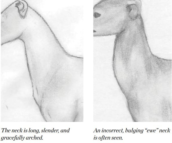 Italian Greyhound neck illustration