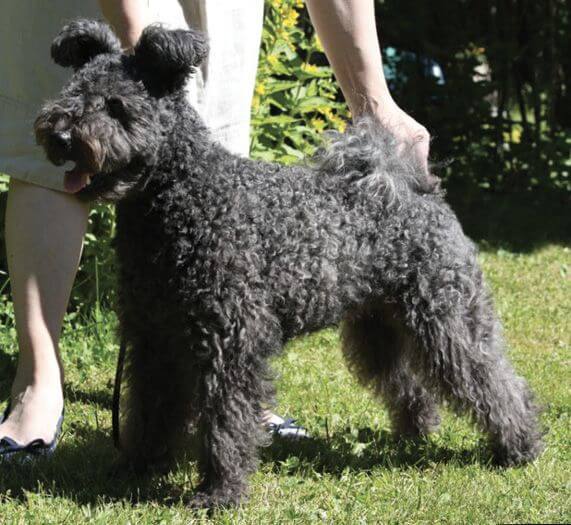 Pumi dog standing outside on the grass
