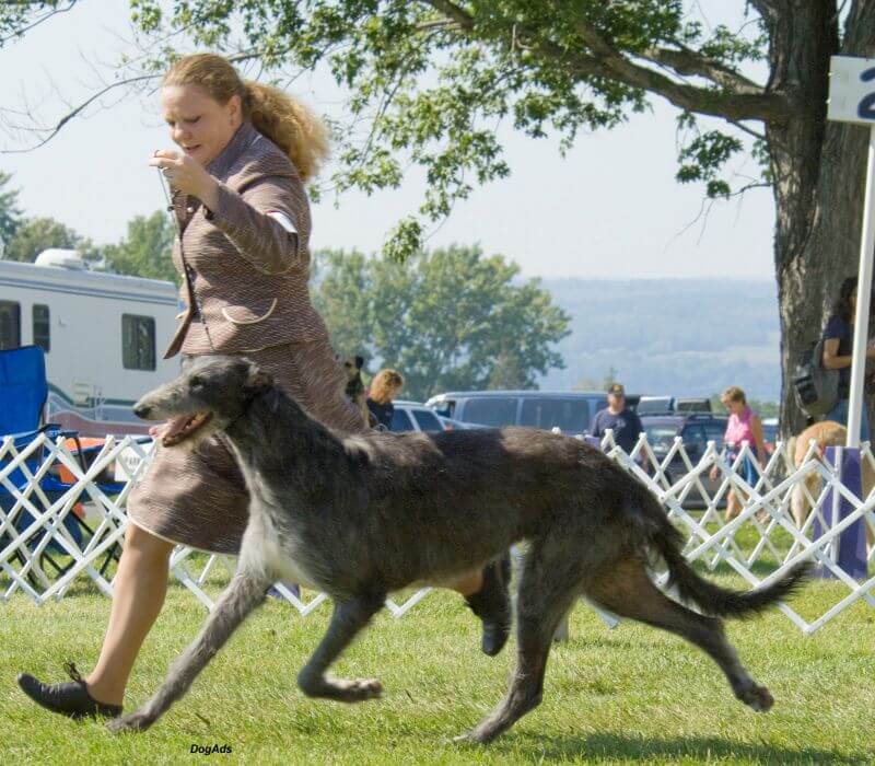 Scottish Deerhound "Ch. Thistleglen Margot. " shown moving in the dog show ring with it's handler
