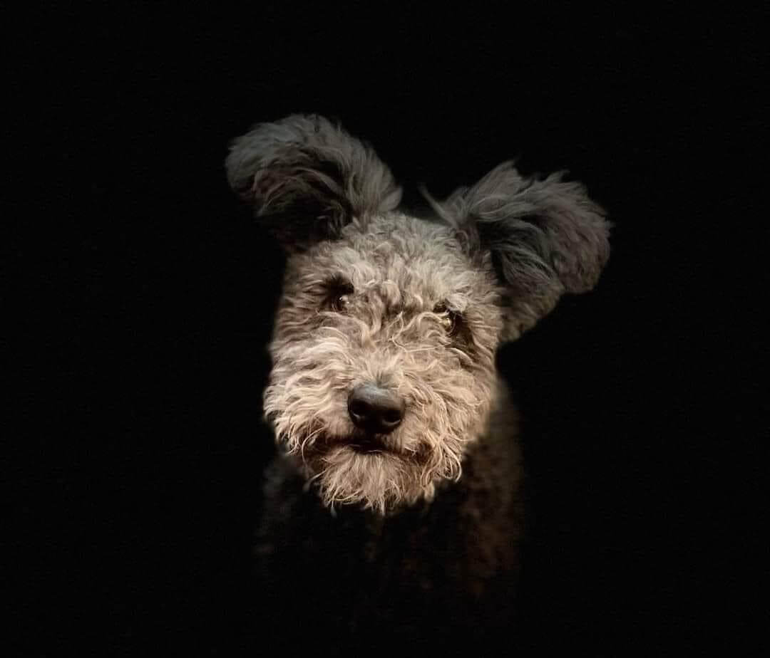 Pumi's Whimsical Expression - Showsight