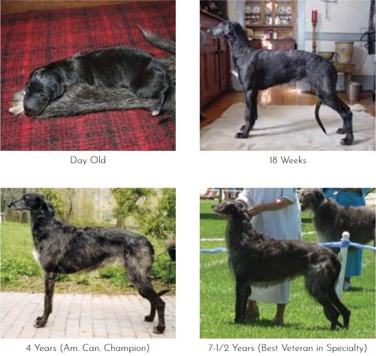 4 images showcasing the lifestages of theScottish Deerhound bitch